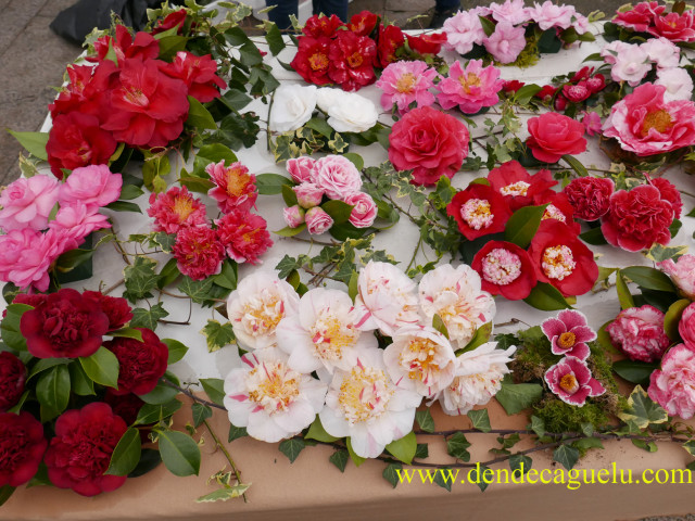 La Camelia, la polivalente reina floral invernal