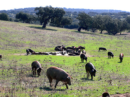 Setas y Toros Vva Fresno 008