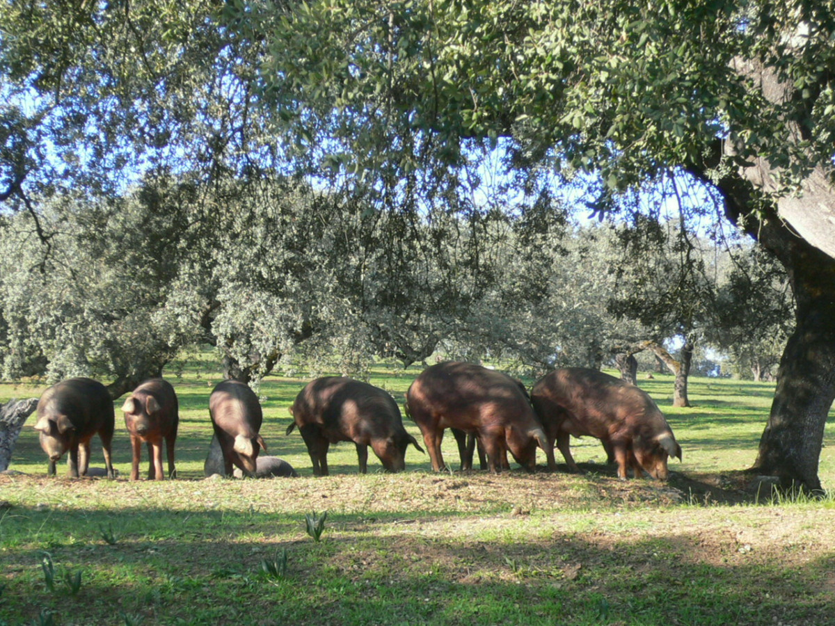 Setas y Toros Vva Fresno 009