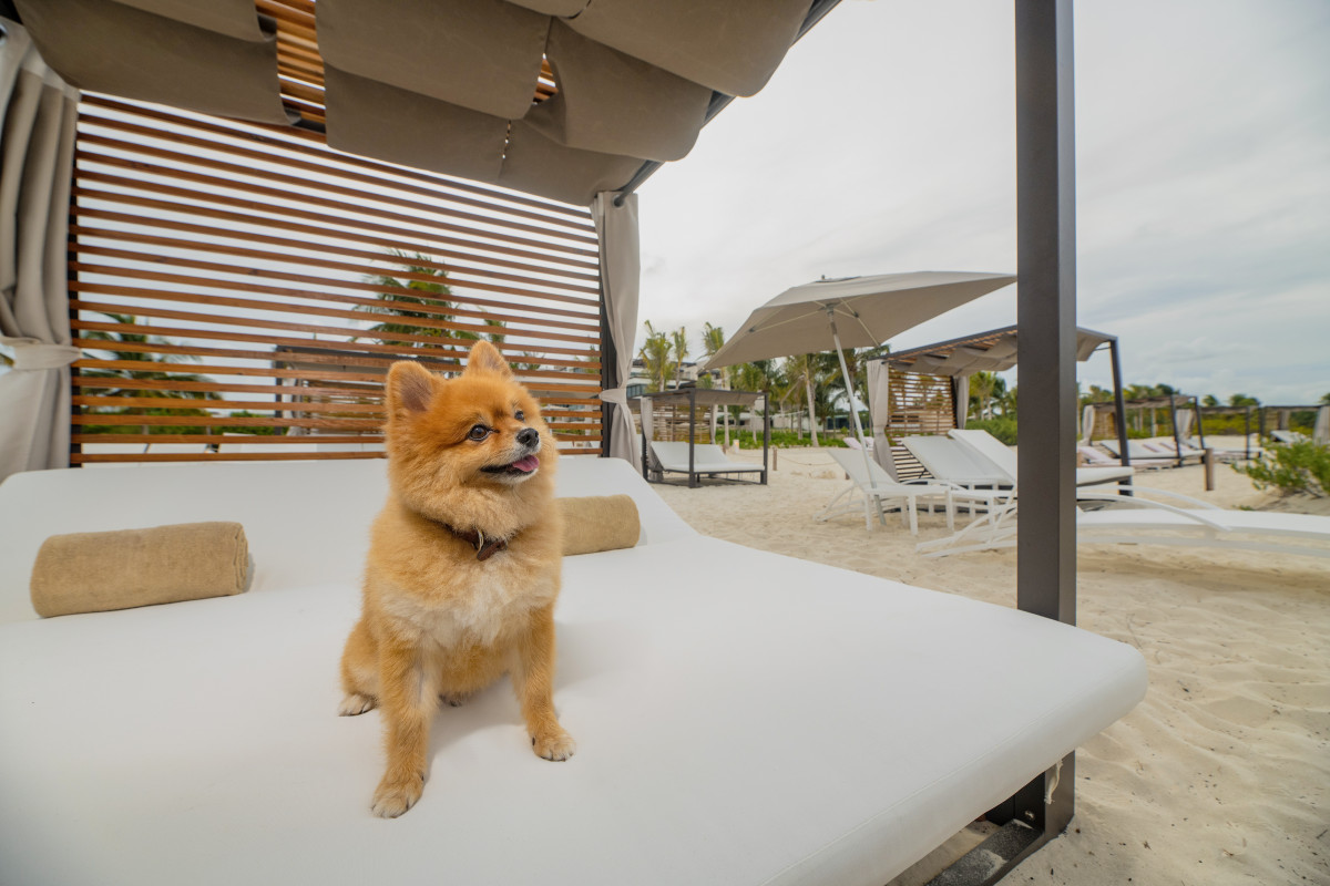 Pet it atelier estudio playa mujeres cancun mexico 6239efd00cec9222273451