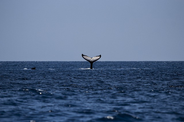Ballenas tenerife   IP