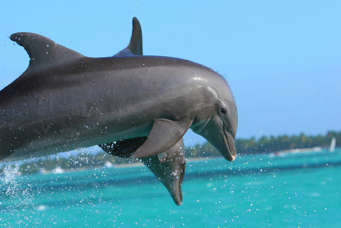 Dolphin g6021368ea 1280