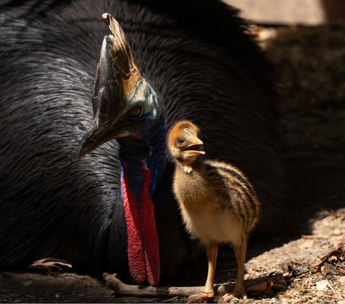 SWA pollo Casuario (foto Javier Carrasco)