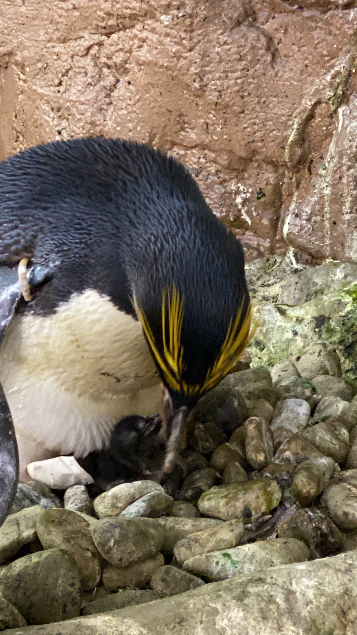 Cria pinguino Macaroni 5