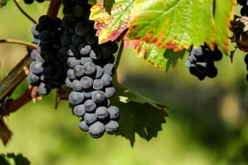 Grapes 1696921 1280